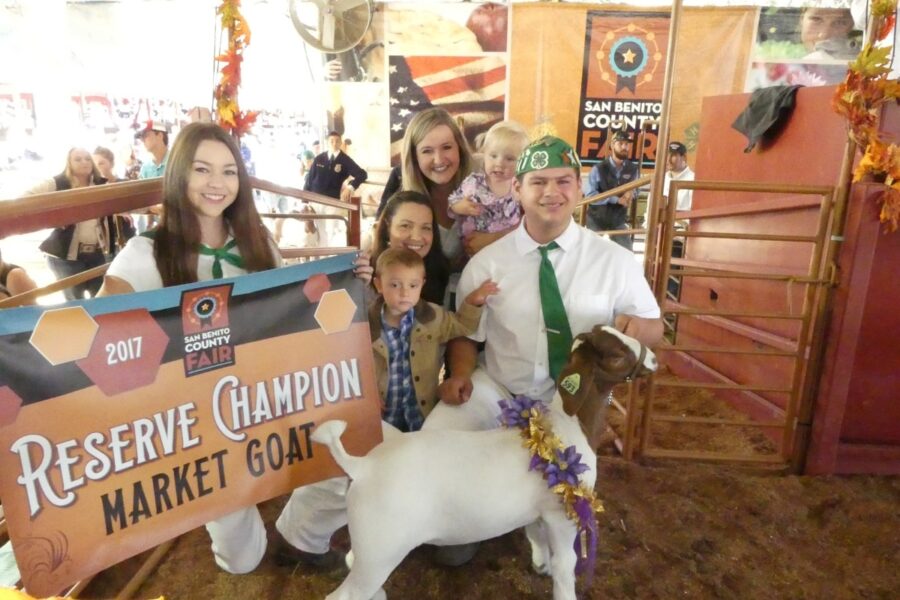 Reserve champion market goat show award